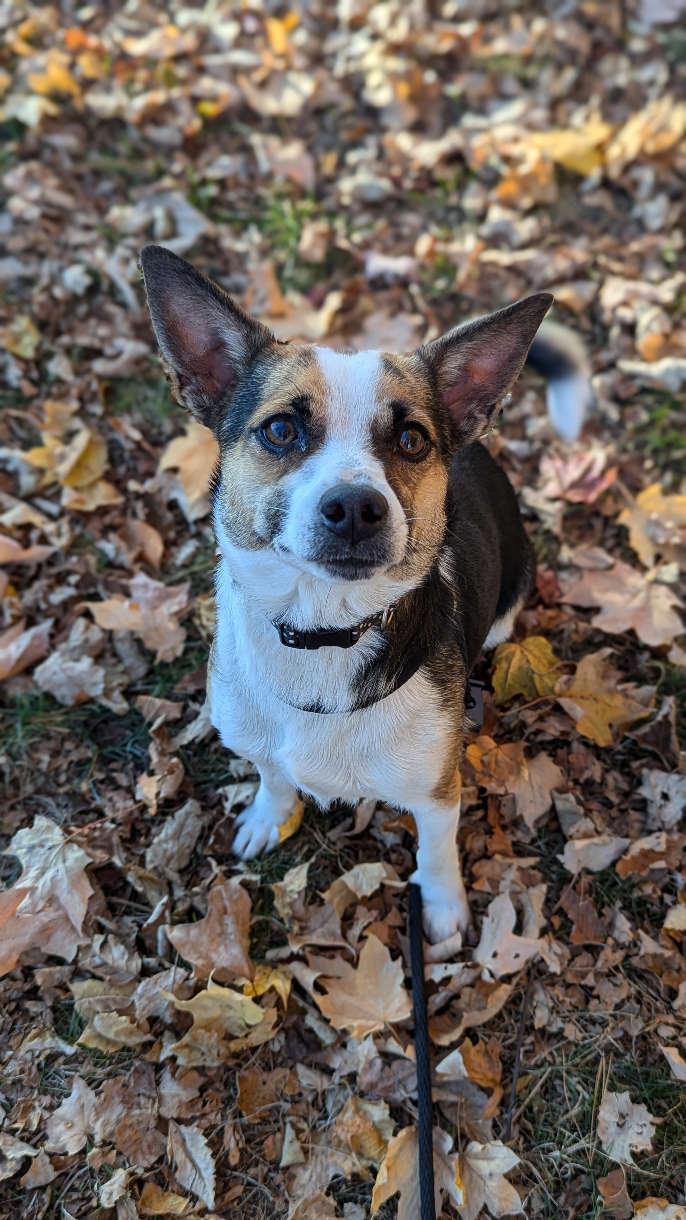 Autumn, a Adopted mixed breed in Sturgis, MI image 5/6