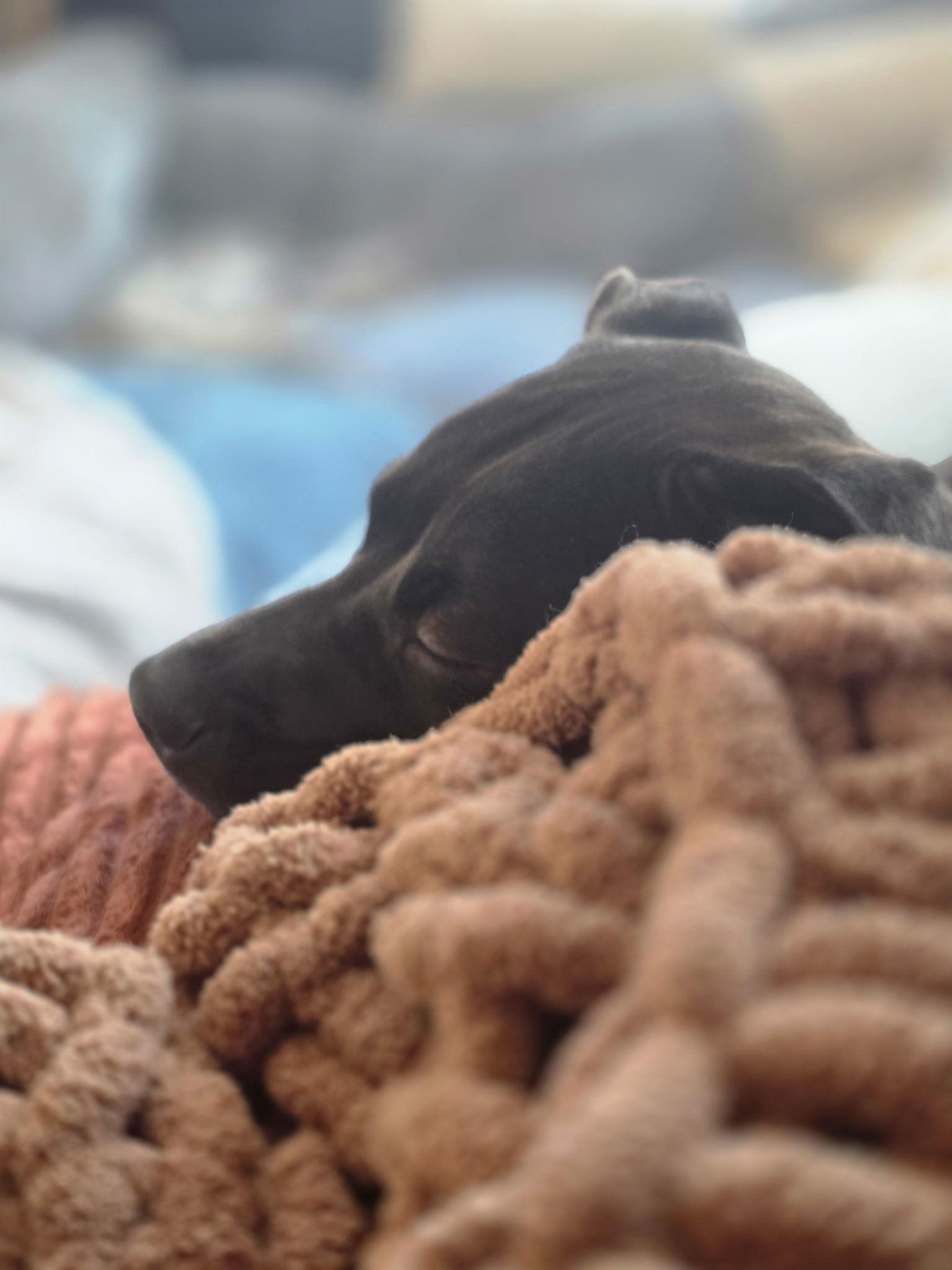 Macchi, a Adoptable mixed breed in London, ON image 1/2