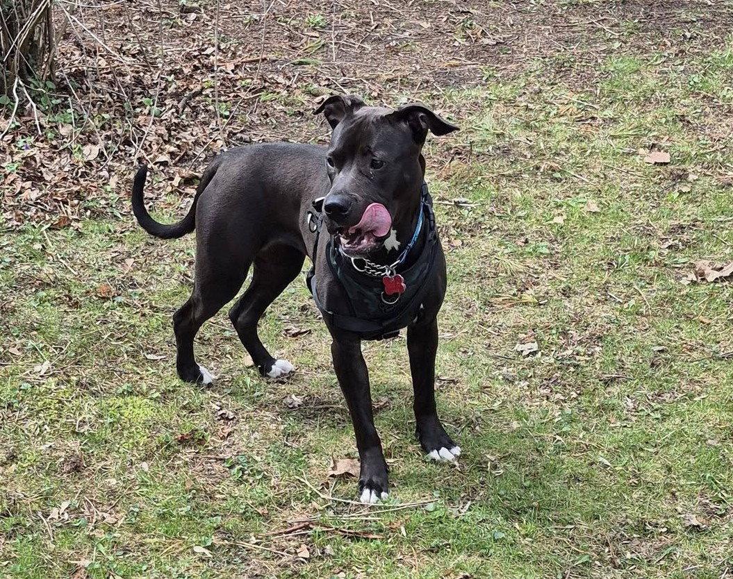 Enlarge Macci, a Adoptable mixed breed in London, ON image 1/3