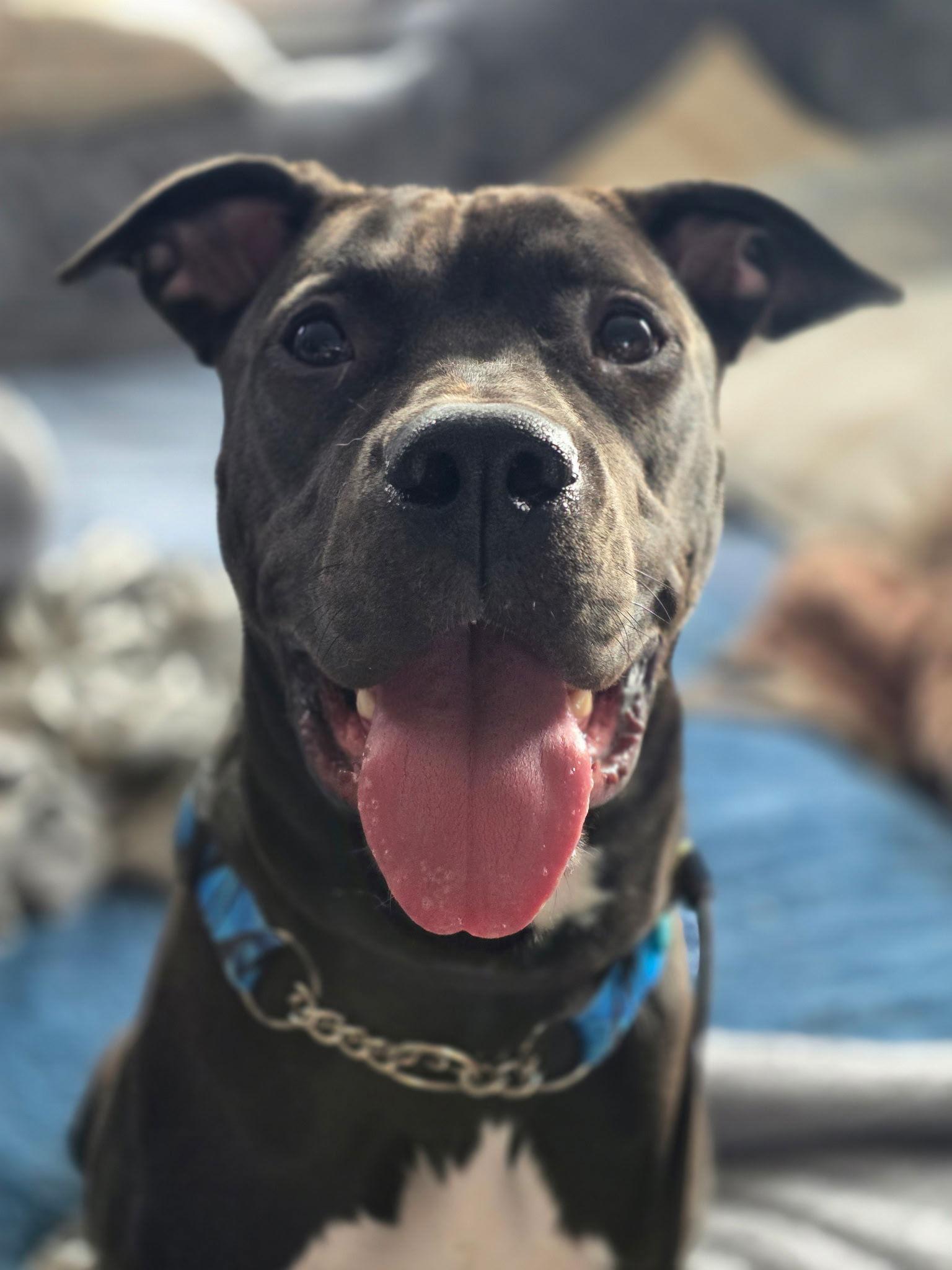 Macchi, a Adoptable mixed breed in London, ON image 2/2