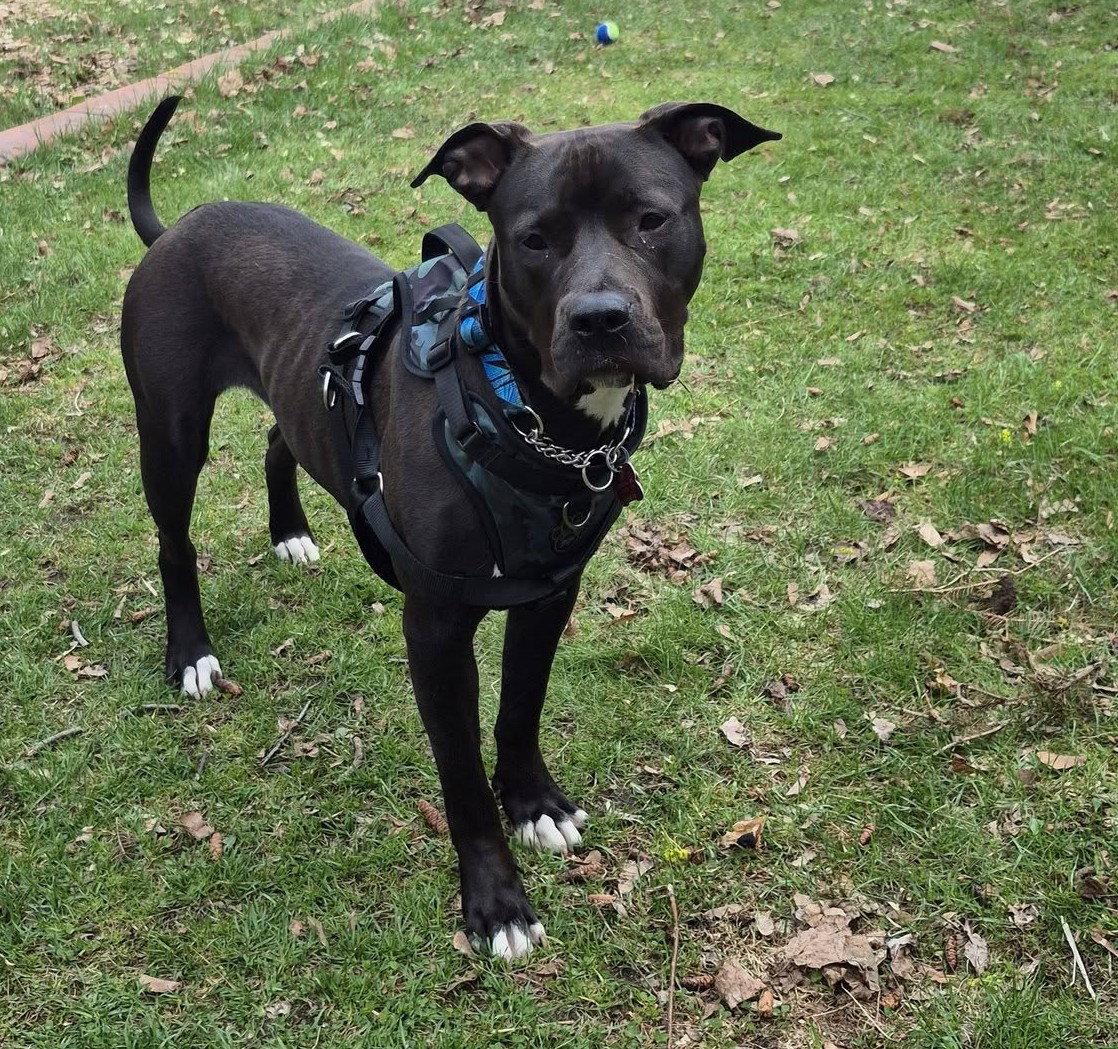 Enlarge Macci, a Adoptable mixed breed in London, ON image 3/3