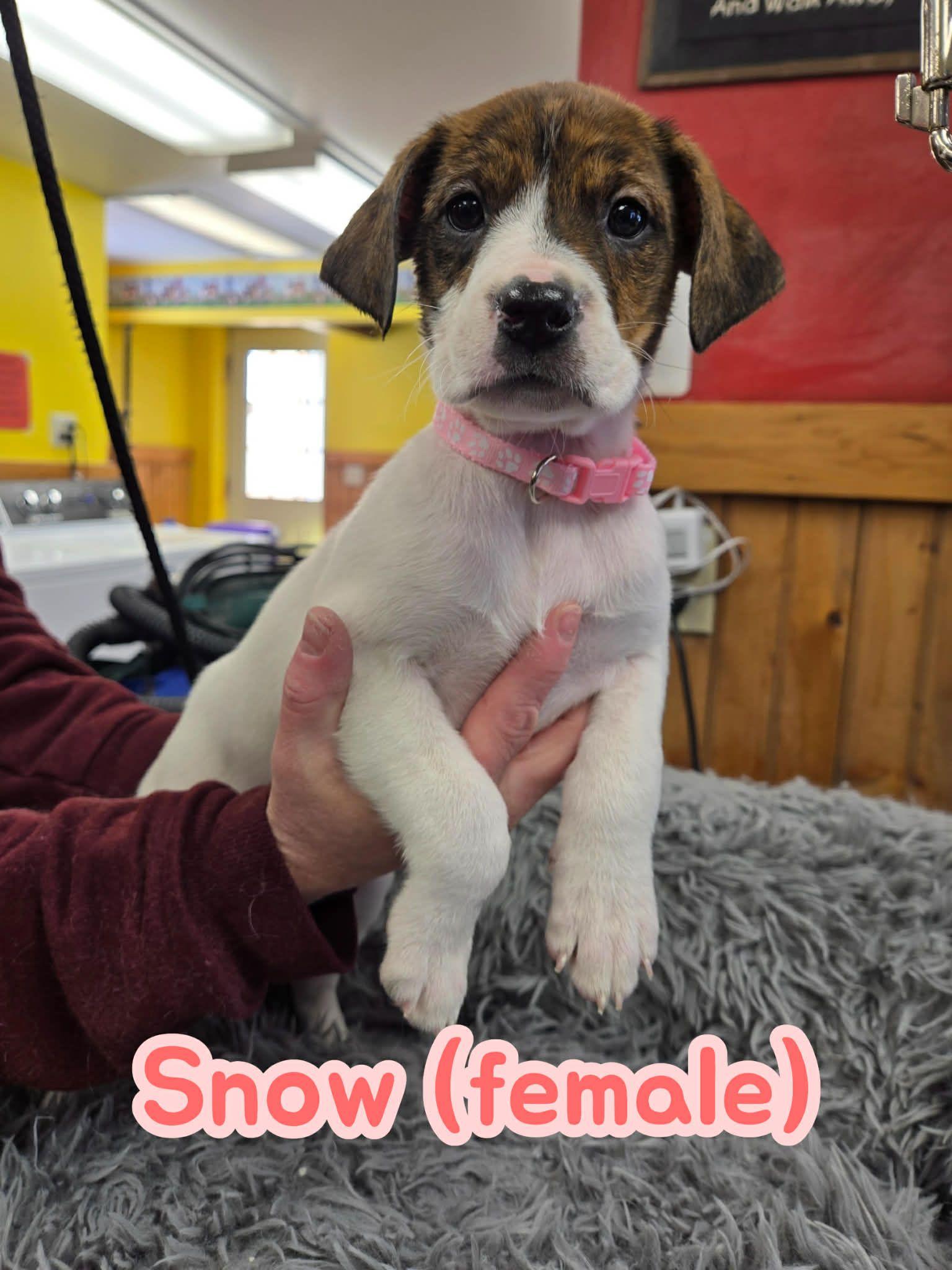 Enlarge Snow, an adopted mixed breed in North Olmsted, OH image 1/1