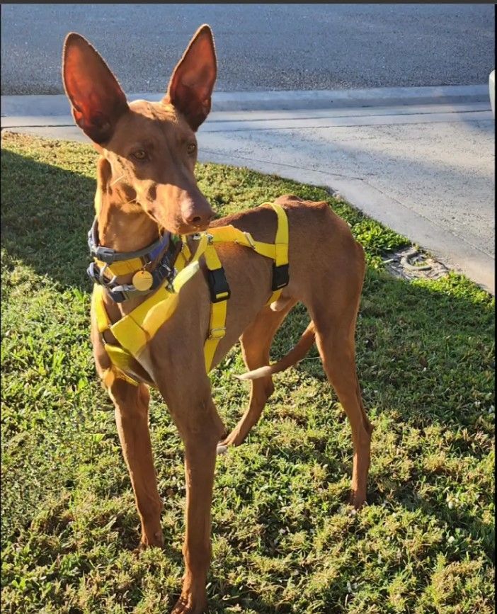 Sid (podenco), a Adopted Portuguese Podengo in Winter Park, FL image 1/12