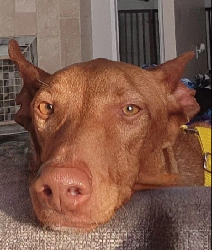 Sid (podenco), a Adopted Portuguese Podengo in Winter Park, FL image 2/12