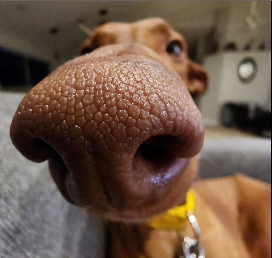 Sid (podenco), a Adopted Portuguese Podengo in Winter Park, FL image 3/12