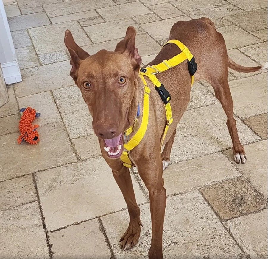 Sid (podenco), a Adopted Portuguese Podengo in Winter Park, FL image 4/12