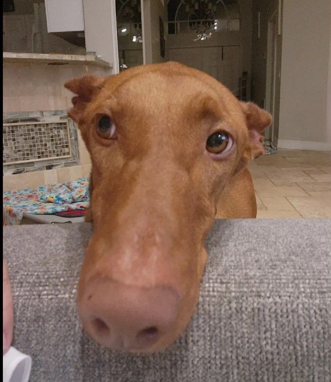 Sid (podenco), a Adopted Portuguese Podengo in Winter Park, FL image 5/12