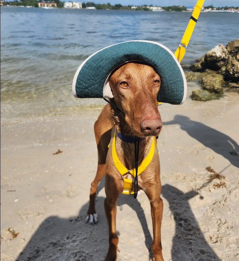 Sid (podenco), a Adopted Portuguese Podengo in Winter Park, FL image 6/12
