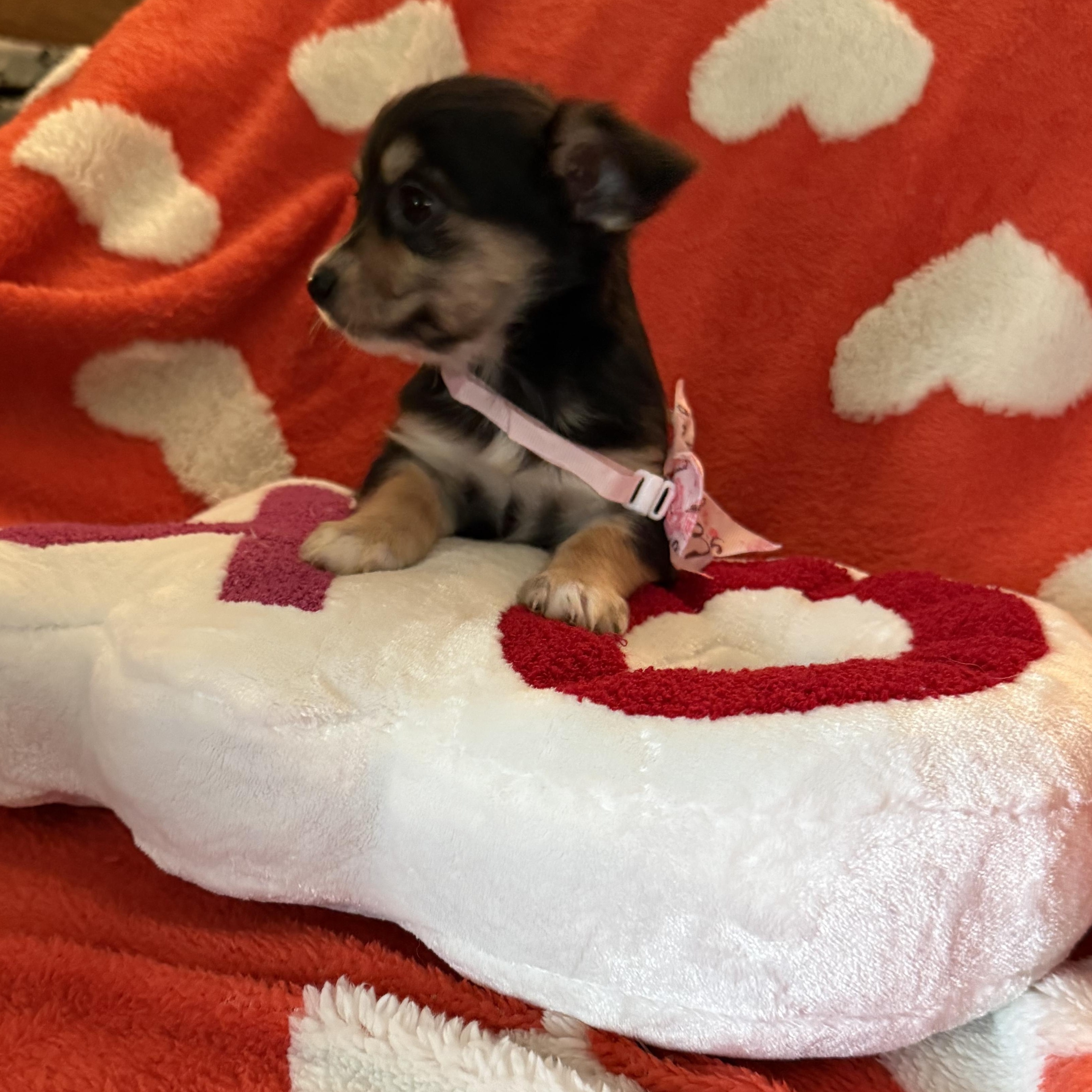 Onyx , an adopted mixed breed in citrus heights, CA image 3/5