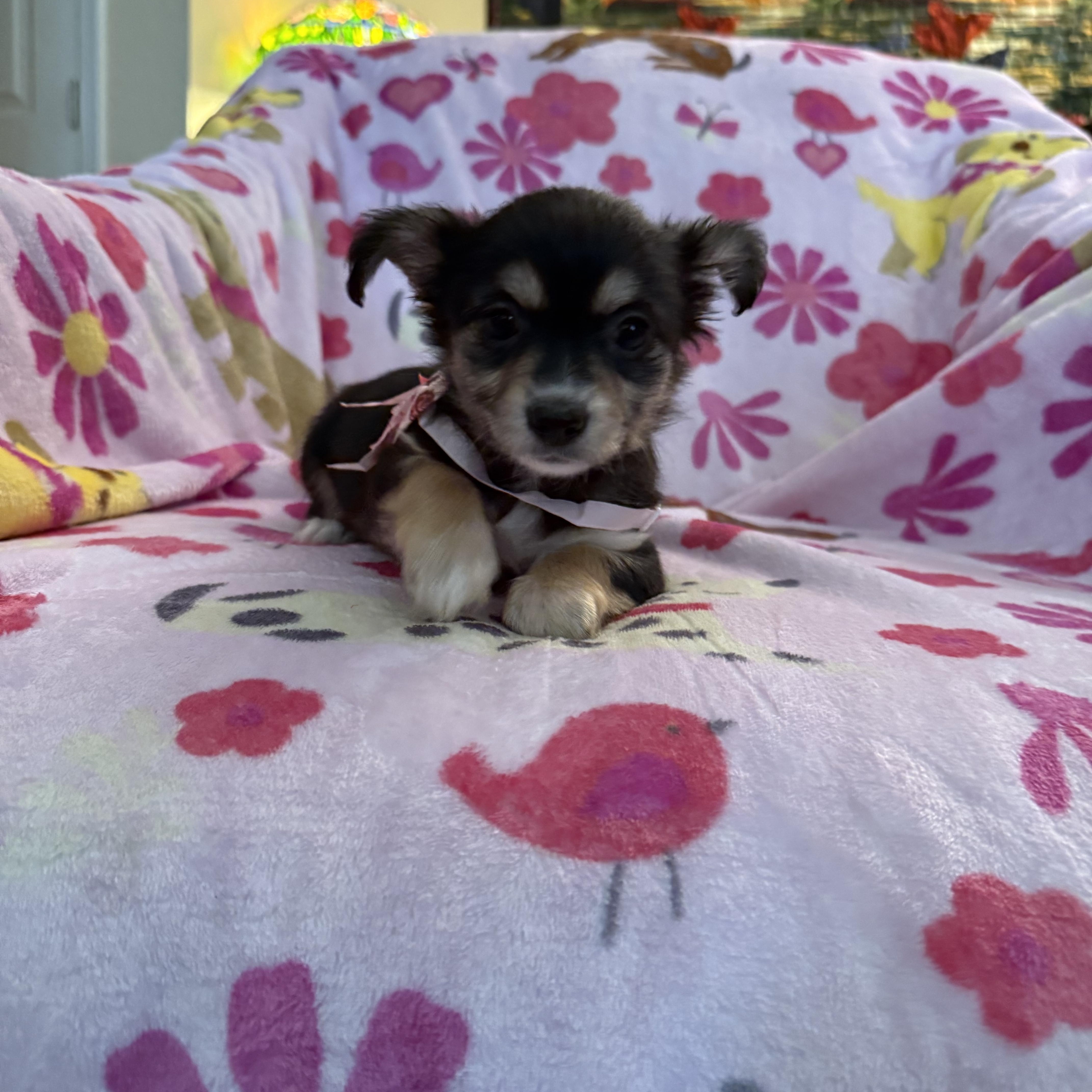 Onyx , an adopted mixed breed in citrus heights, CA image 2/5