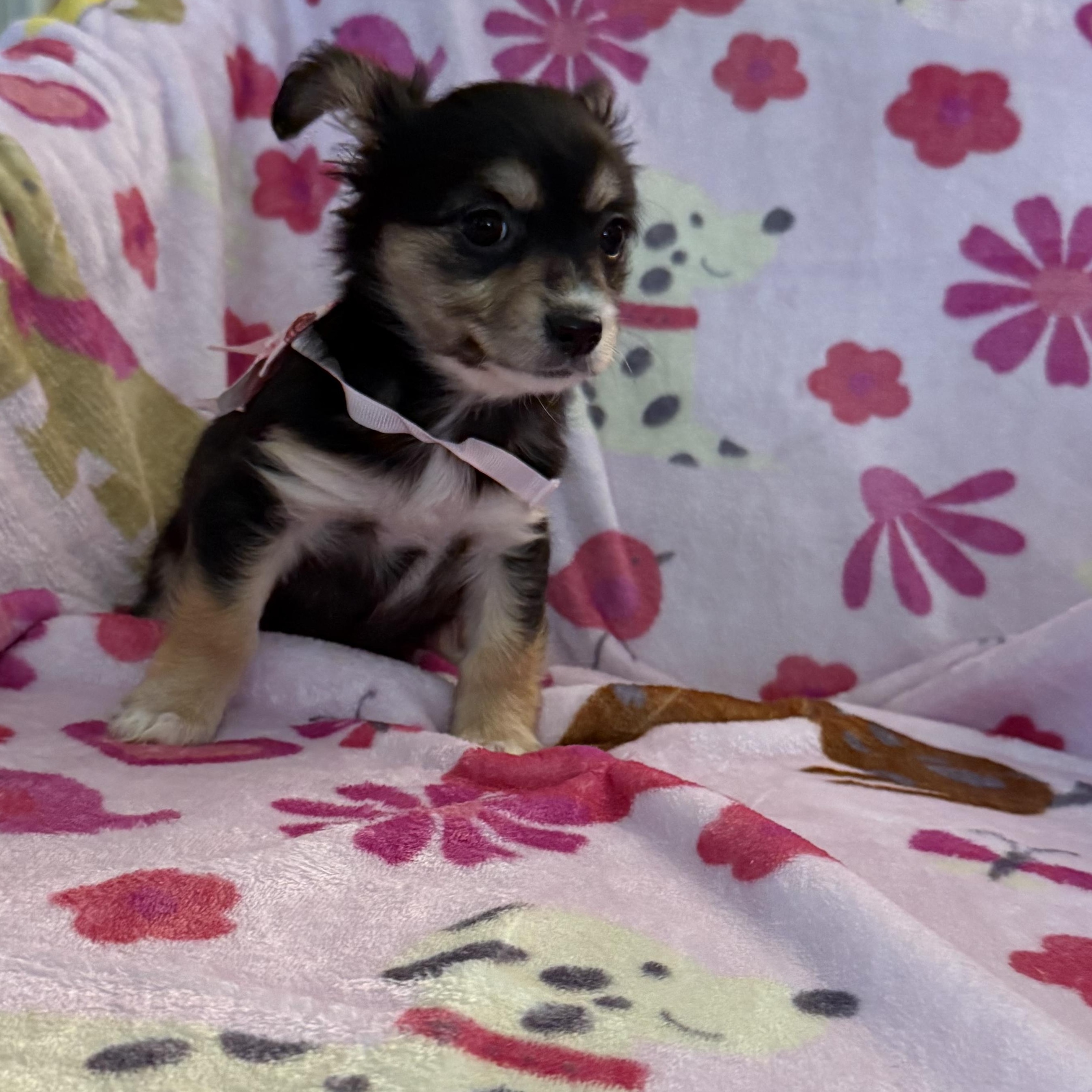 Onyx , an adopted mixed breed in citrus heights, CA image 4/5