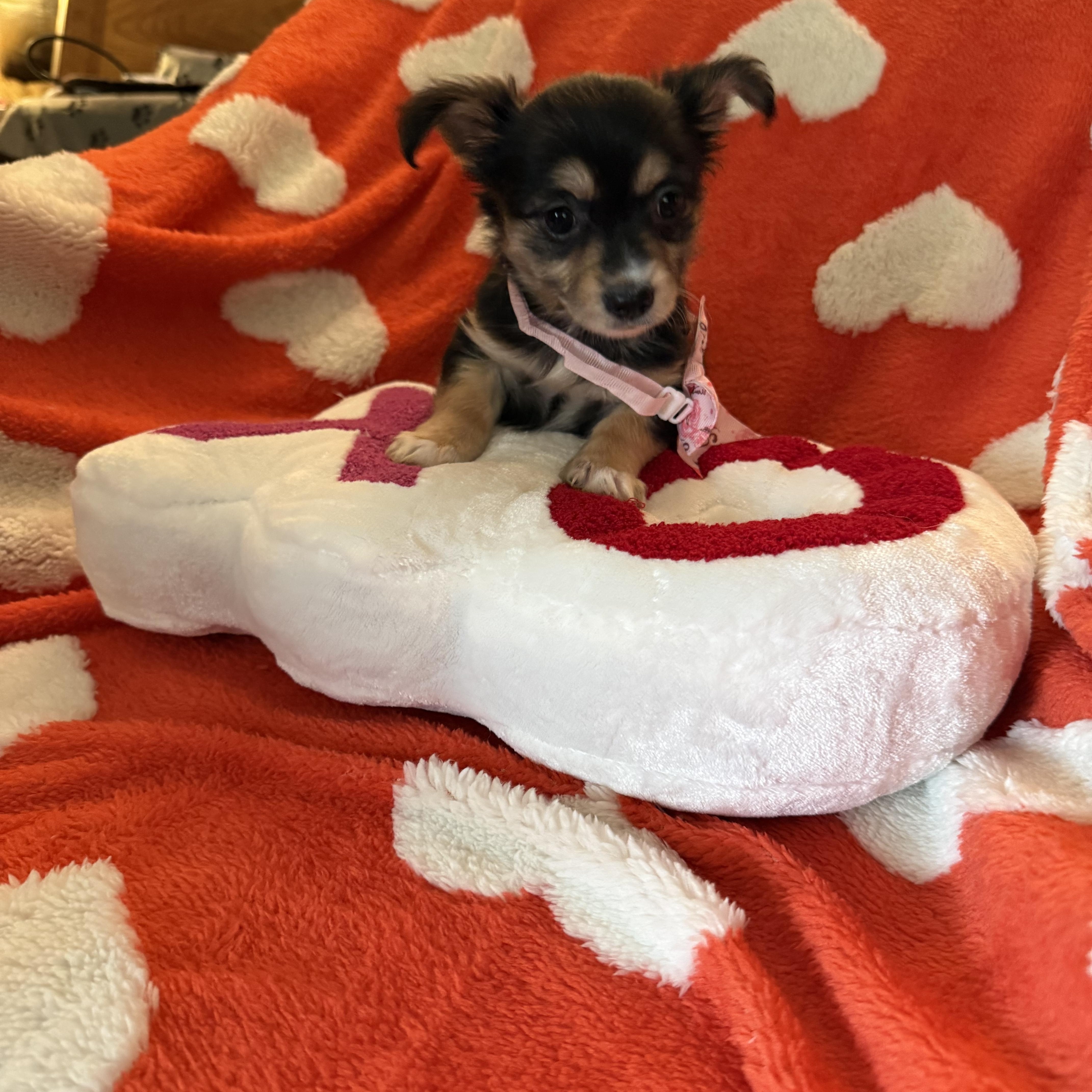 Onyx , ADOPTABLE, Puppy Female Chihuahua & Terrier.