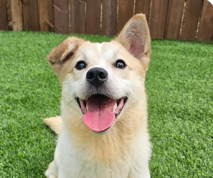 Tofu, adopted, Adult Male Corgi & Jindo.