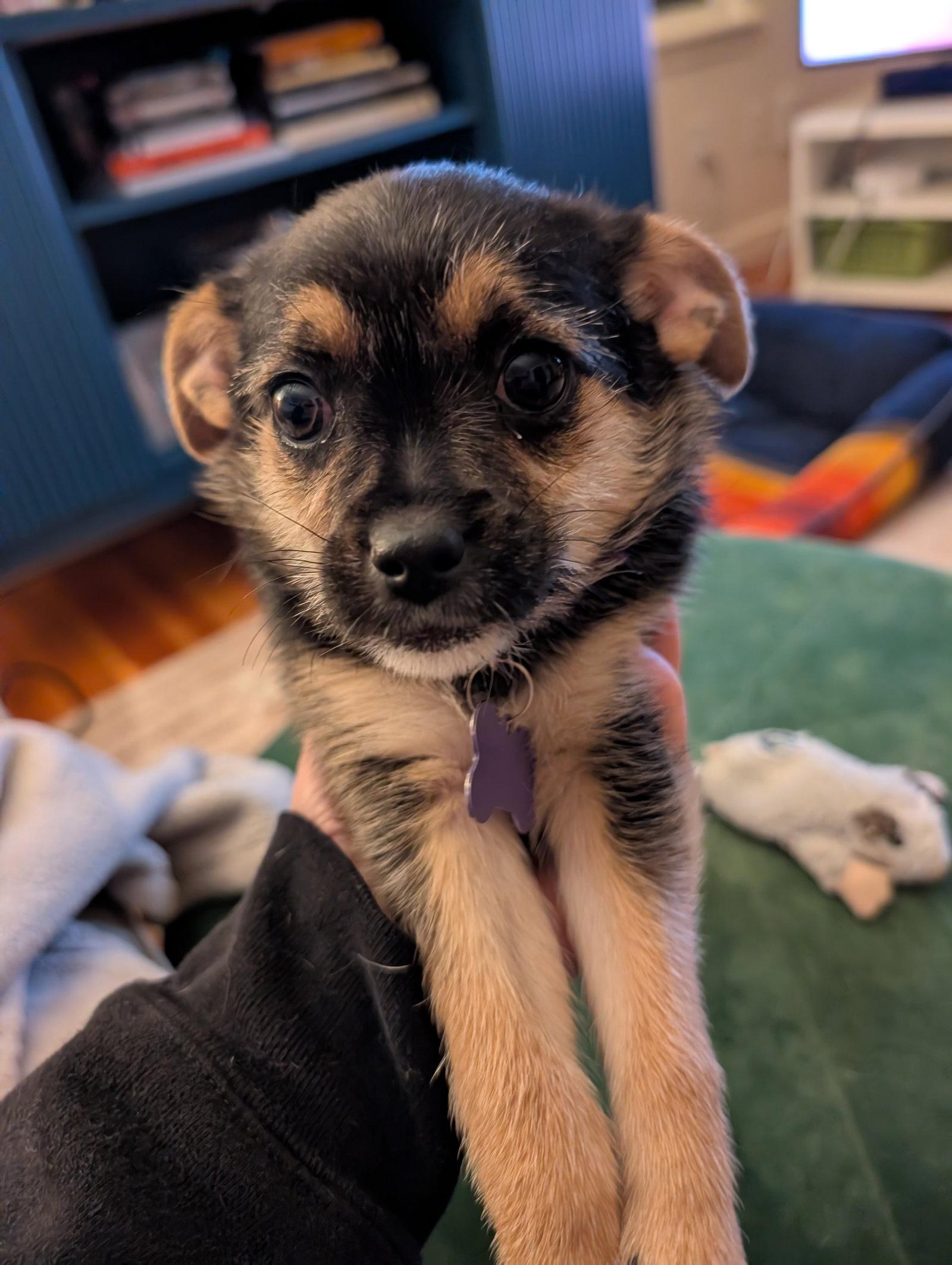 Enlarge Jellybean, a Adoptable mixed breed in Sunnyvale, CA image 1/1