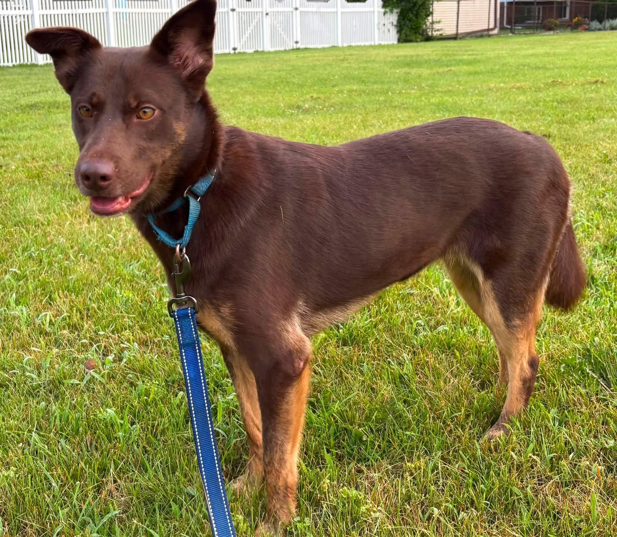 Dolly, Adopted, Young Female Doberman Pinscher & Shepherd.