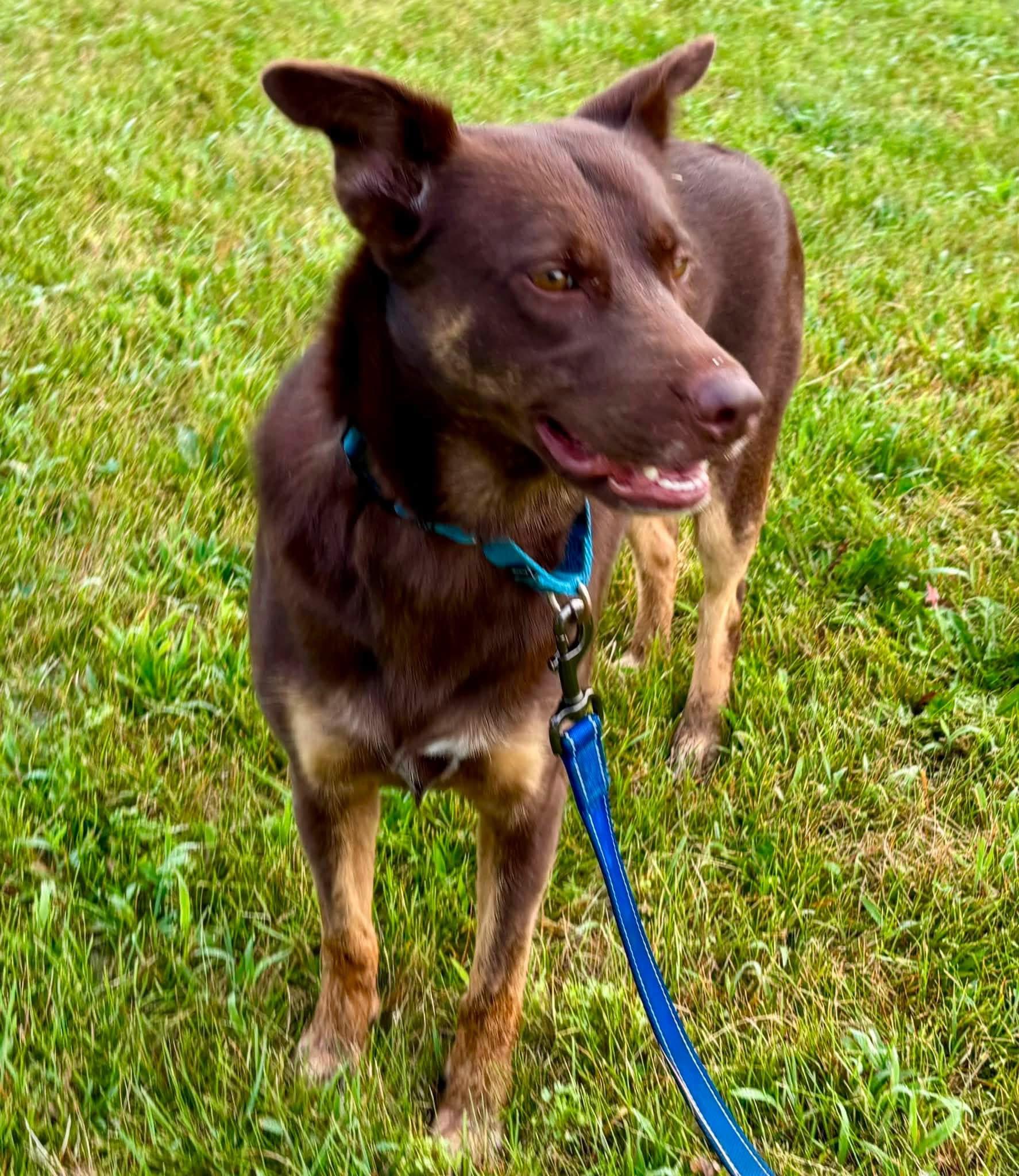 Enlarge Dolly, a Adopted mixed breed in Orland Park, IL image 2/6