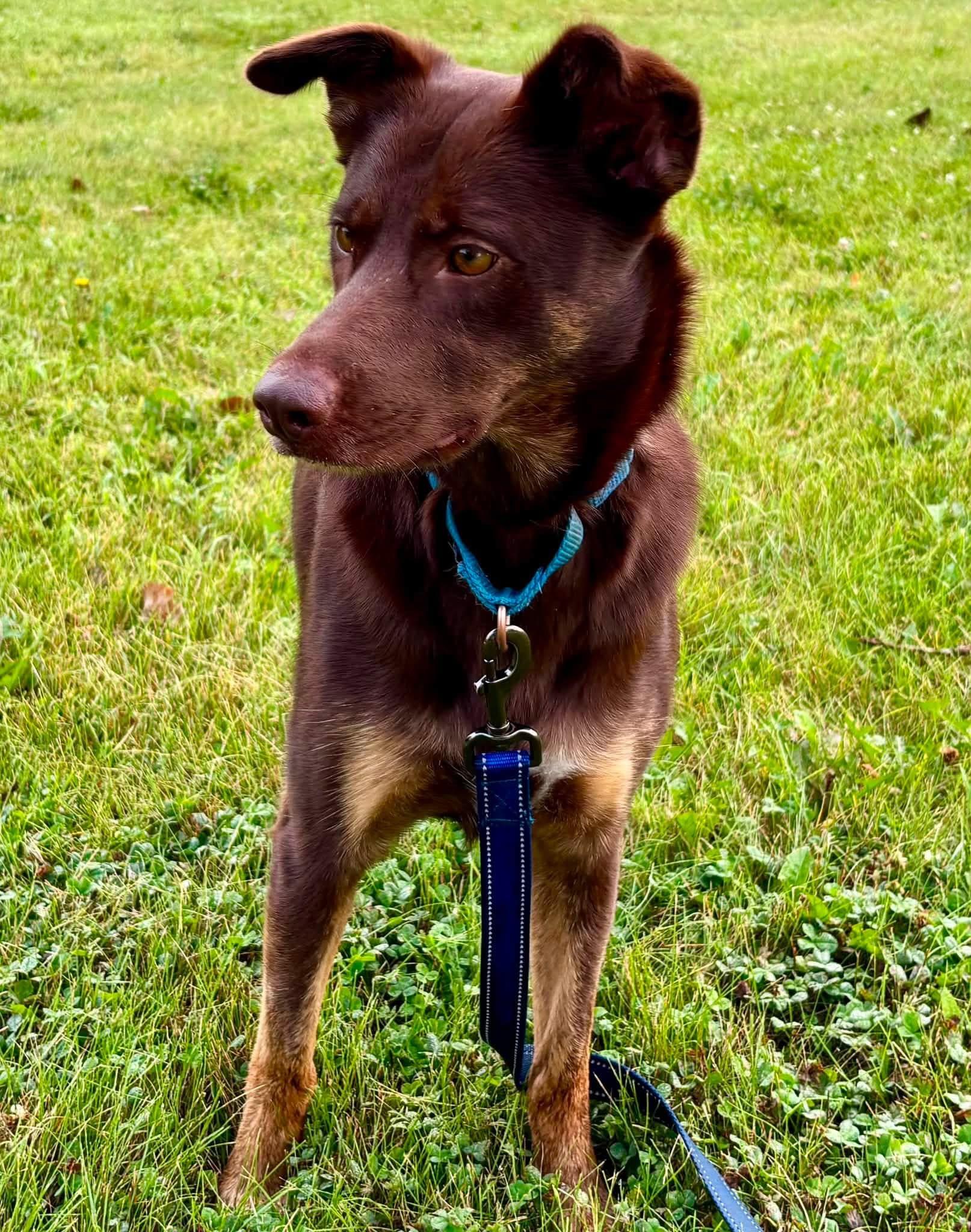 Enlarge Dolly, a Adopted mixed breed in Orland Park, IL image 5/6
