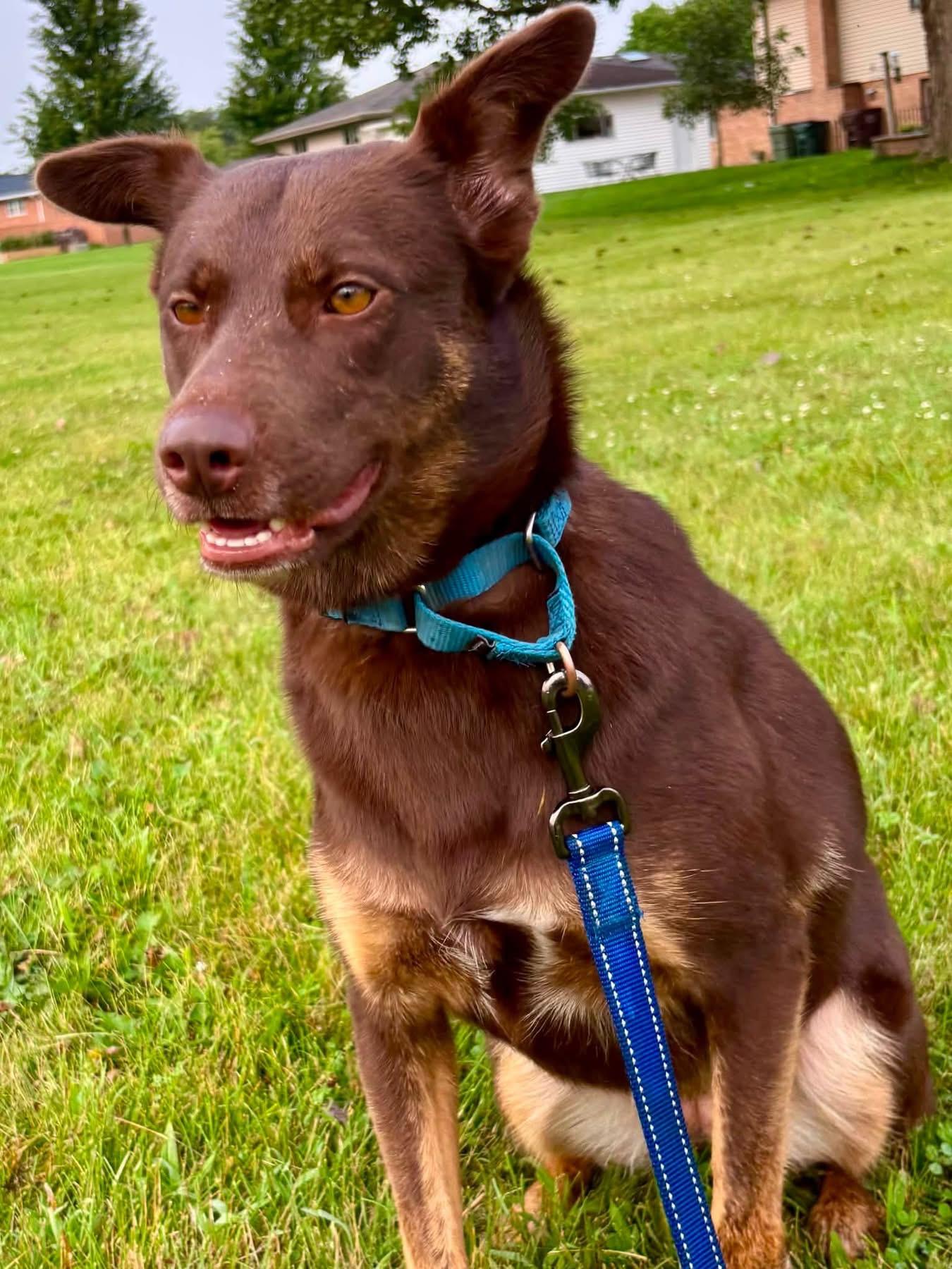 Enlarge Dolly, a Adopted mixed breed in Orland Park, IL image 4/6
