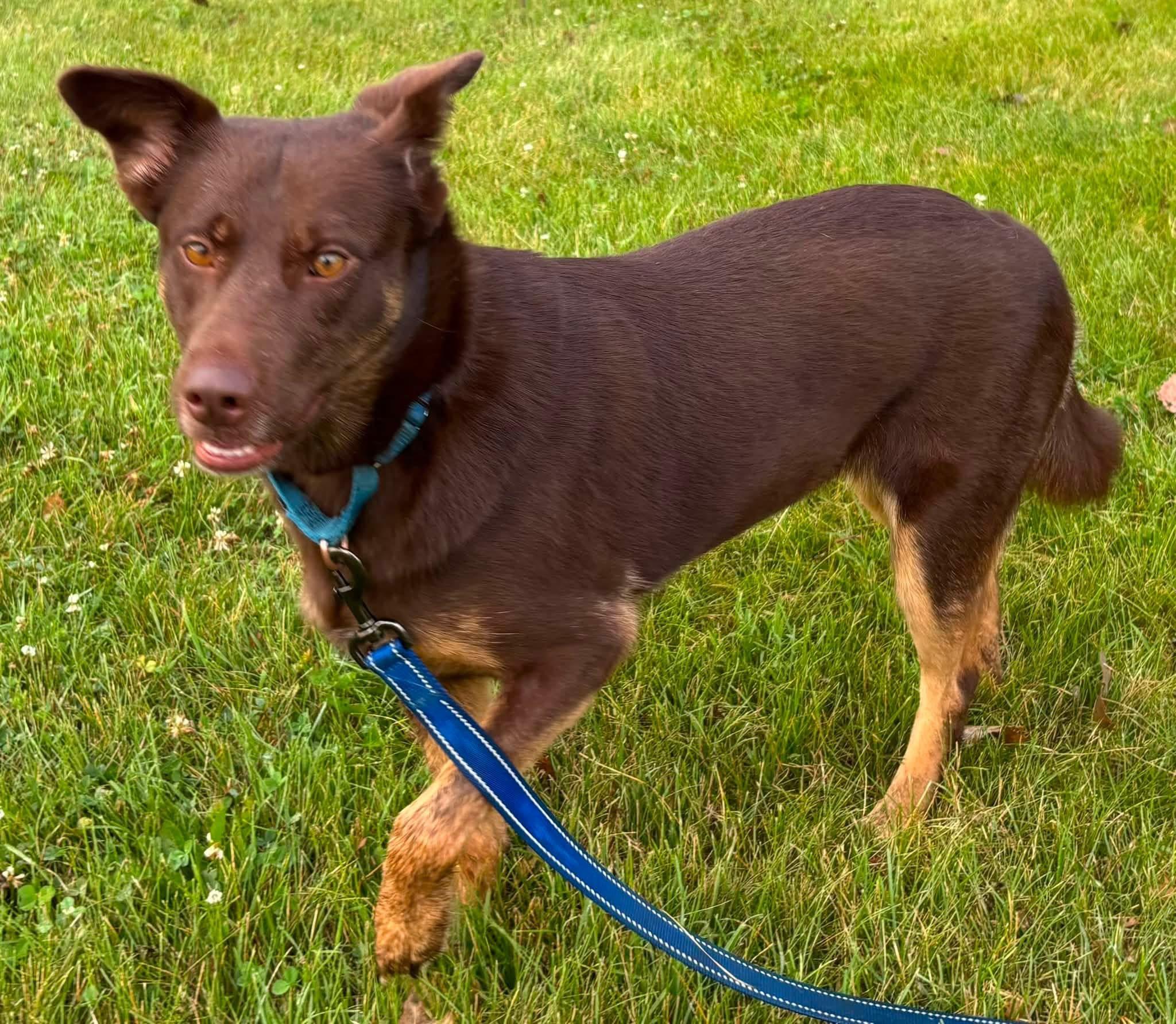 Enlarge Dolly, a Adopted mixed breed in Orland Park, IL image 6/6