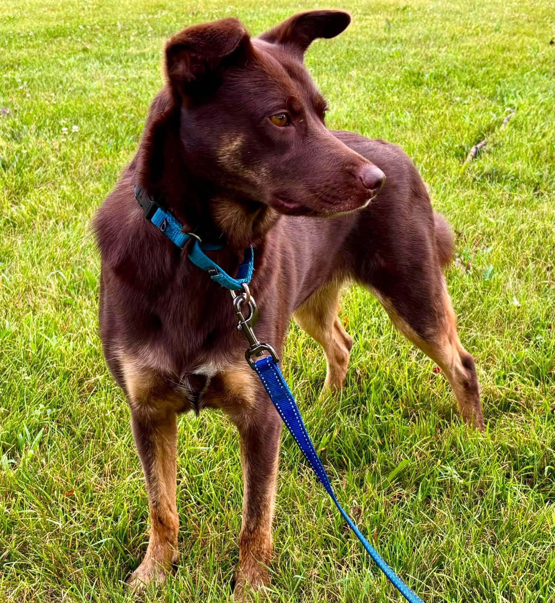 Enlarge Dolly, a Adopted mixed breed in Orland Park, IL image 3/6