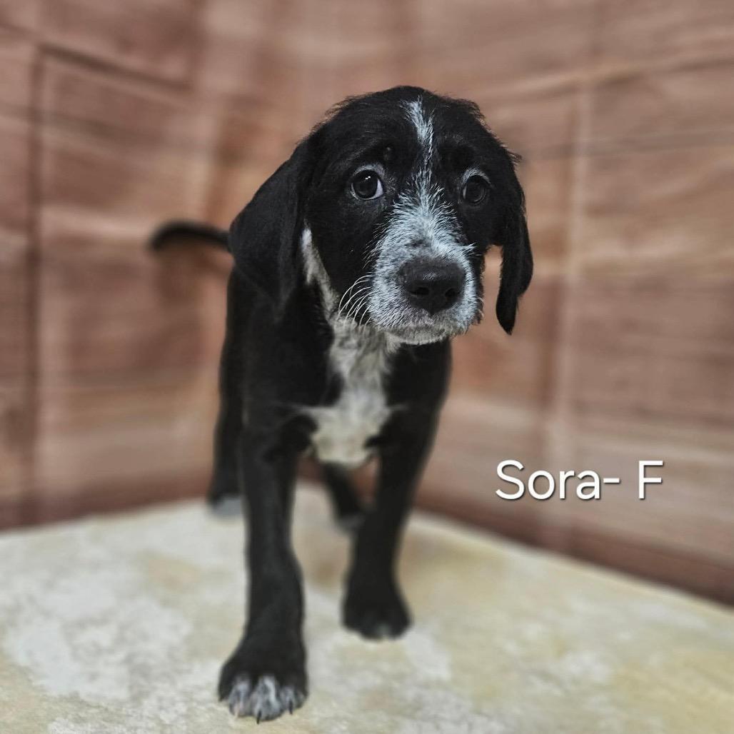 Sora, Adoptable, Puppy Female Standard Poodle & Mixed Breed.
