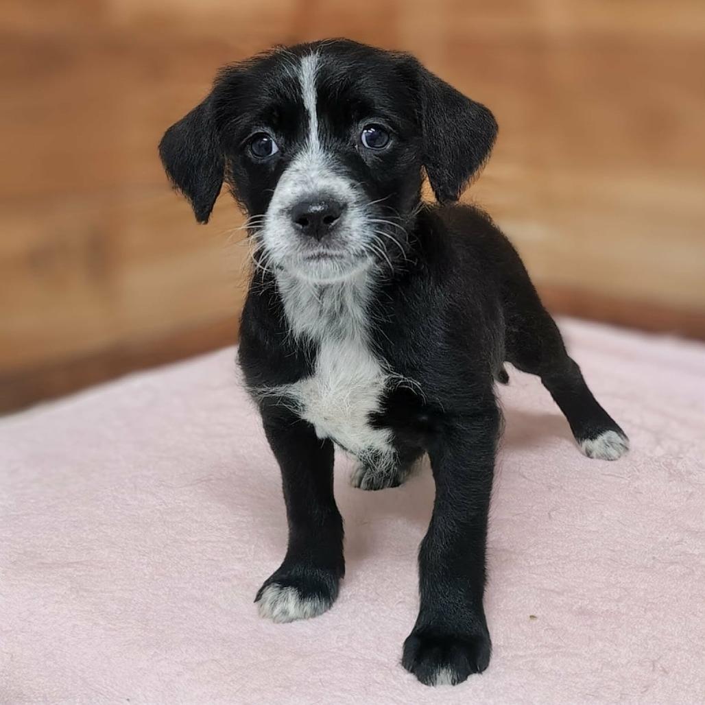 Enlarge Sora, a Adoptable mixed breed in Griswold, CT image 2/2