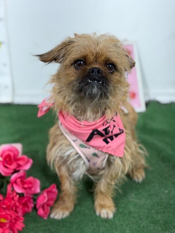 Domingo-One of our Amazing Rescue Dogs, adopted, Young Female Brussels Griffon & Border Terrier.