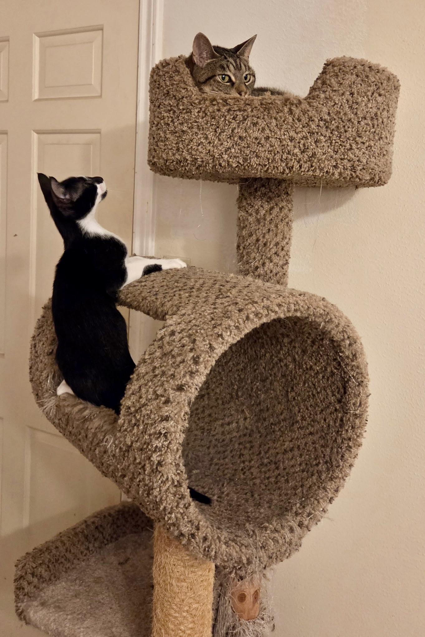 Enlarge Juda, a Adoptable American Shorthair in Seattle, WA image 3/4