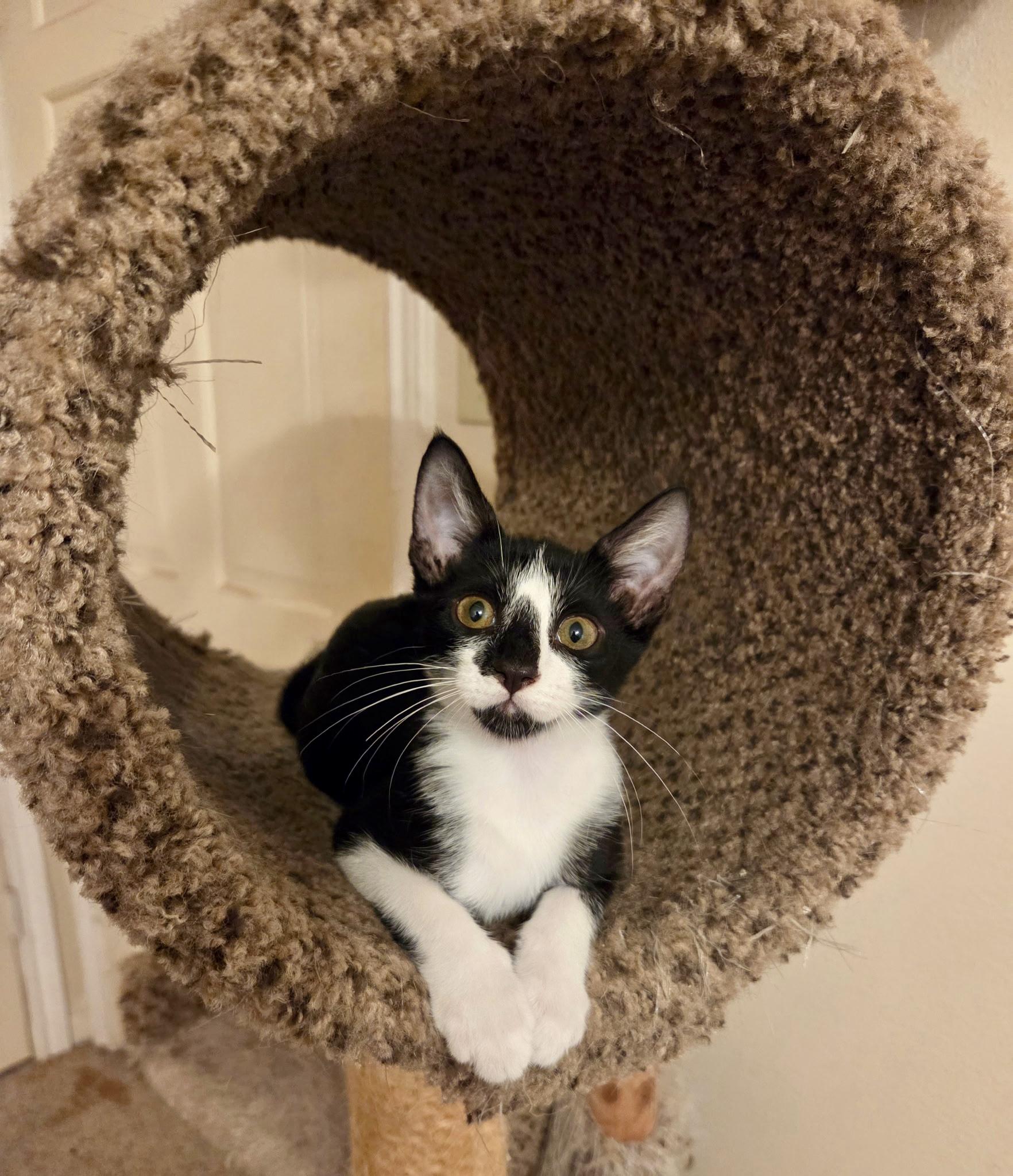 Enlarge Juda, a Adoptable American Shorthair in Seattle, WA image 2/4