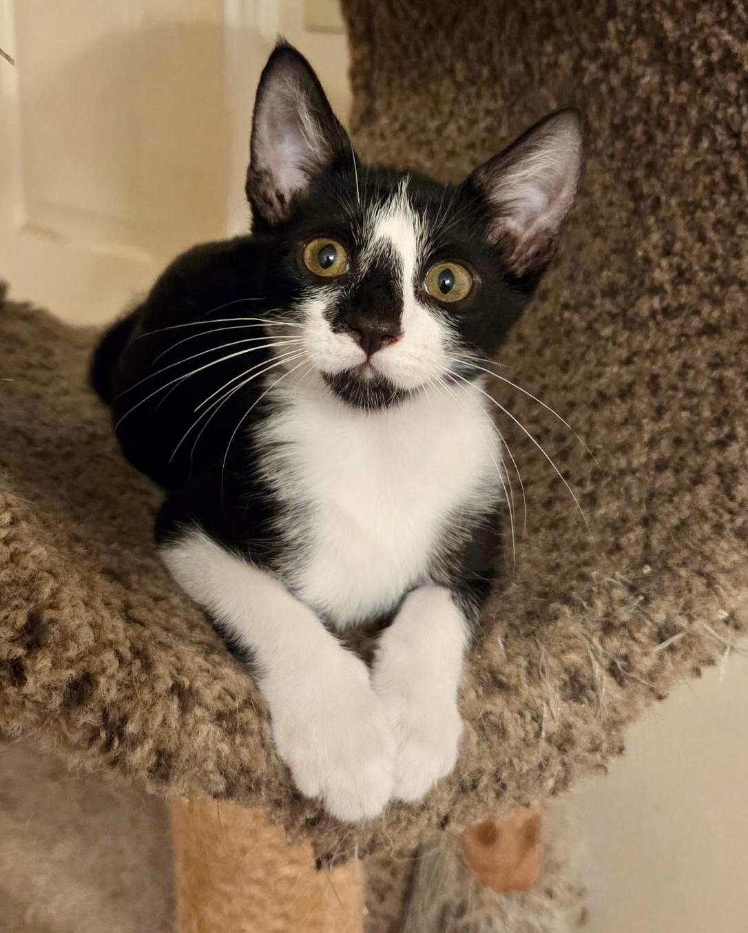 Enlarge Juda, a Adoptable American Shorthair in Seattle, WA image 1/4