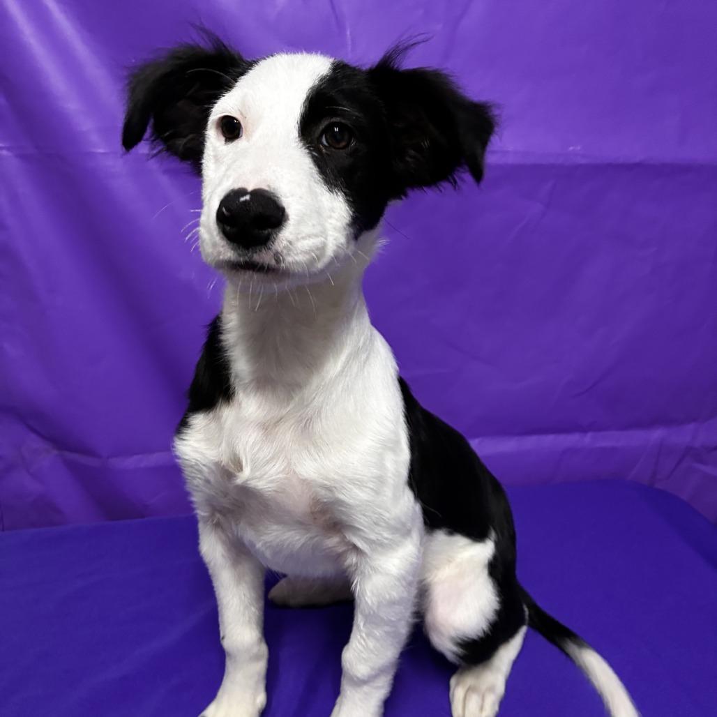 Obscure, Adoptable, Puppy Male Collie & Mixed Breed.