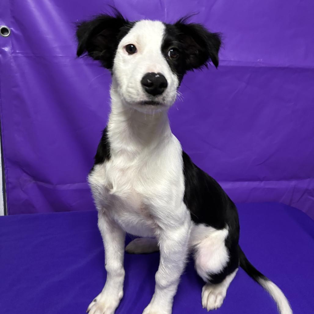 Enlarge Obscure, a Adoptable mixed breed in North Myrtle Beach, SC image 2/3
