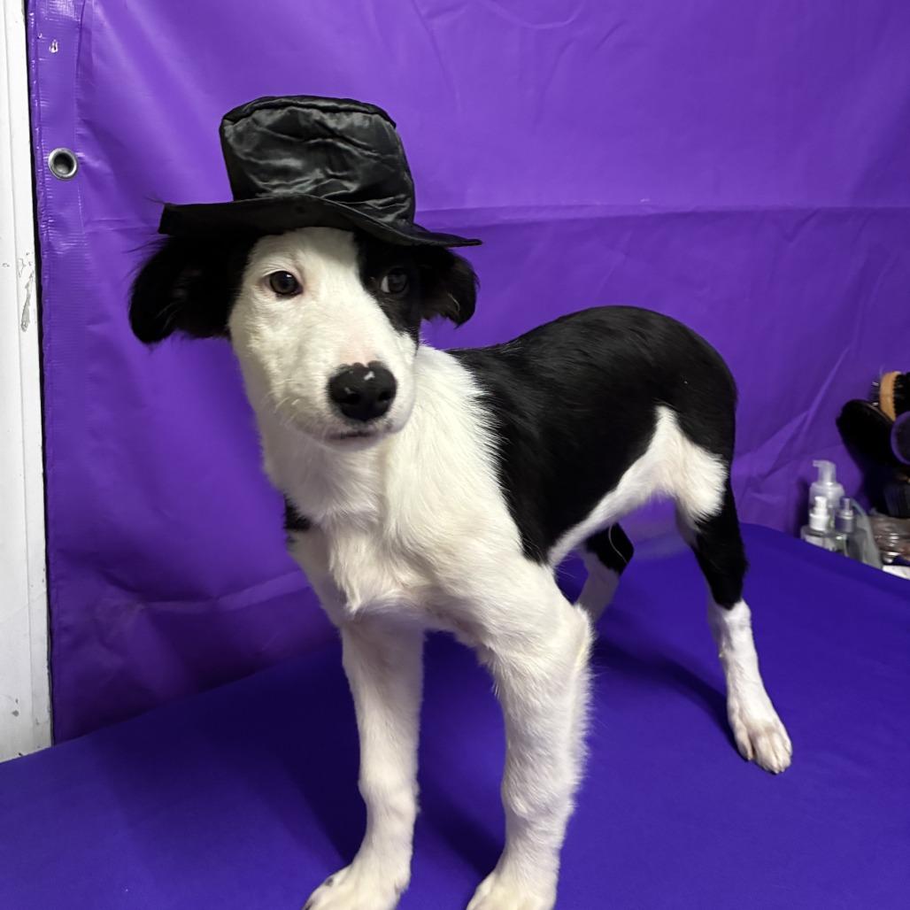 Enlarge Obscure, a Adoptable mixed breed in North Myrtle Beach, SC image 3/3