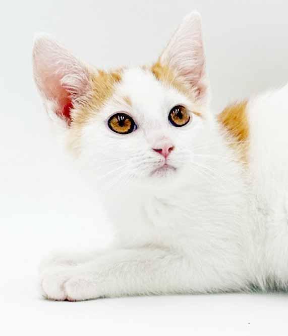 Cinnamon is a crazy cute - Fuzzy adorable, a Adoptable mixed breed in Bedford Hills, NY image 3/6