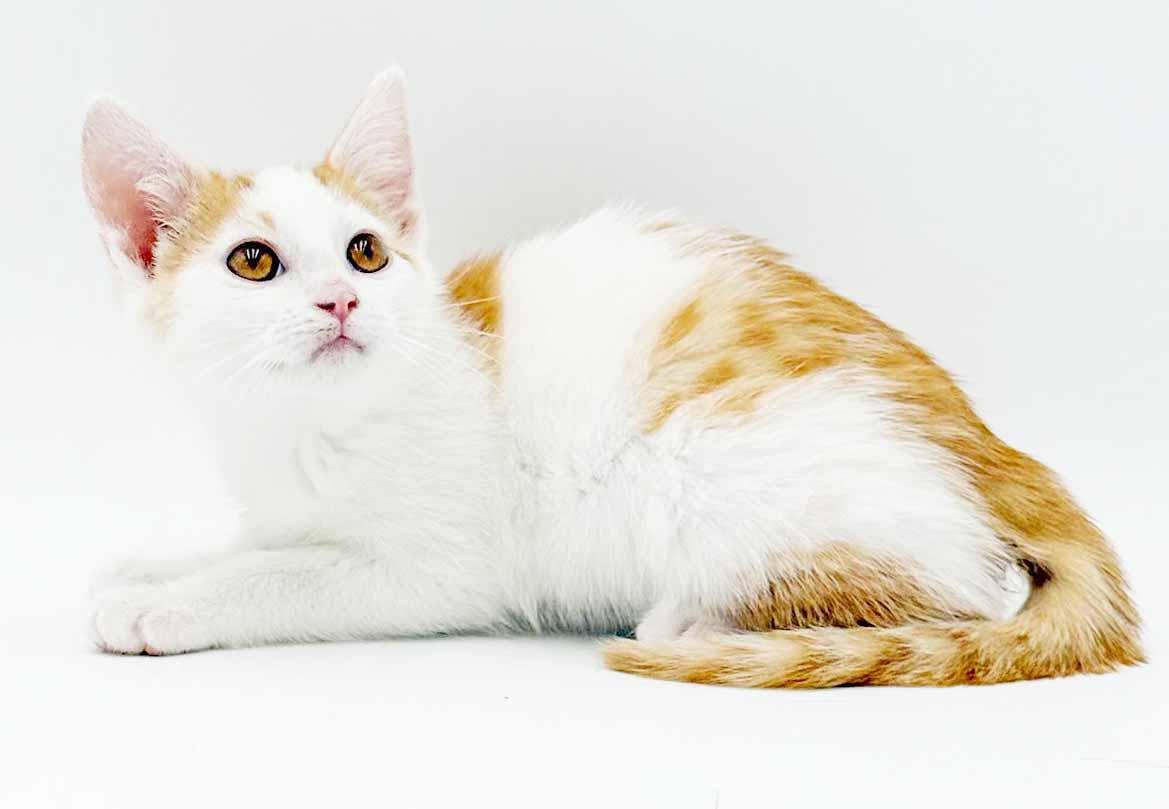 Cinnamon is a crazy cute - Fuzzy adorable, a Adoptable mixed breed in Bedford Hills, NY image 4/6
