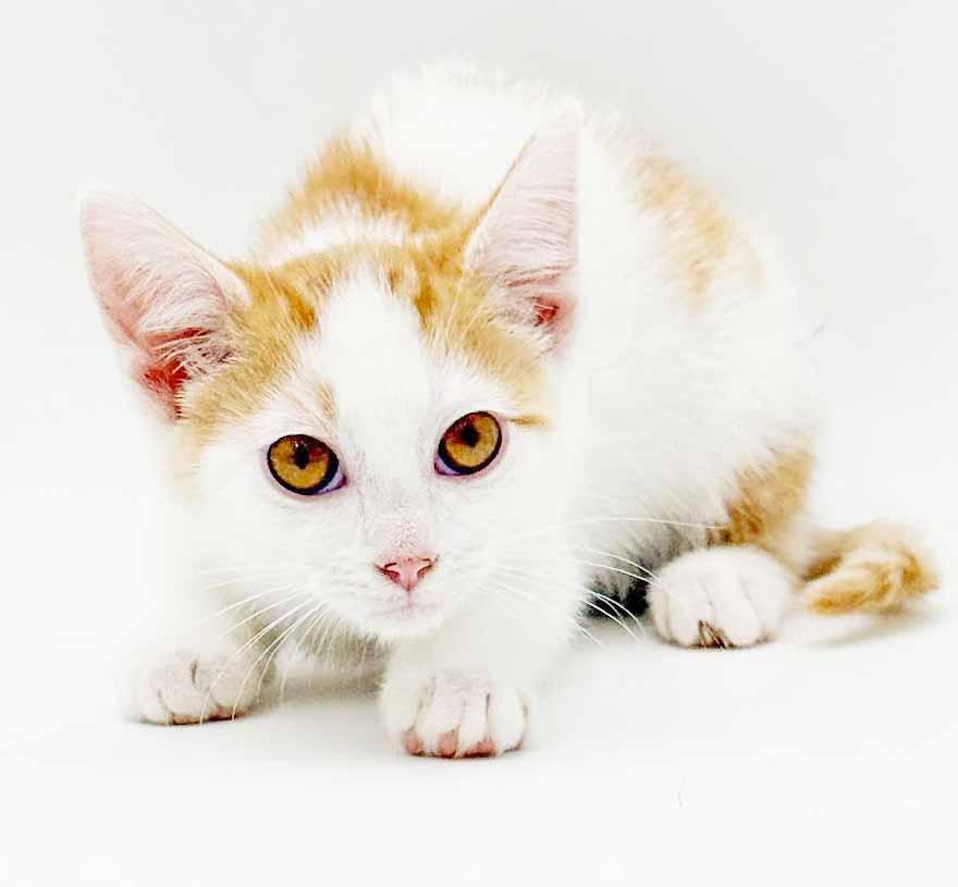 Cinnamon is a crazy cute - Fuzzy adorable, a Adoptable mixed breed in Bedford Hills, NY image 5/6