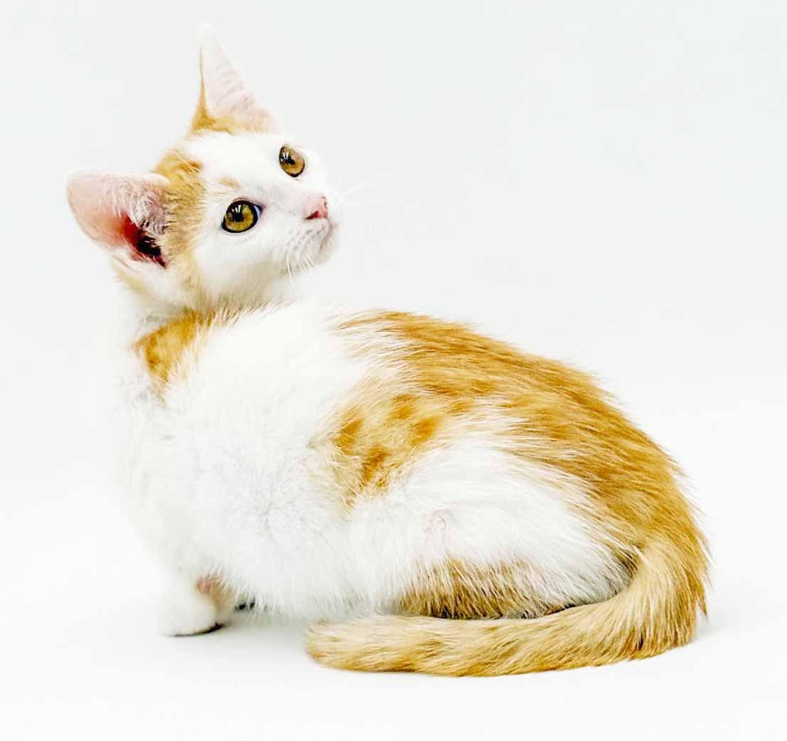 Cinnamon is a crazy cute - Fuzzy adorable, Adoptable, Kitten Female Turkish Van & Tabby.