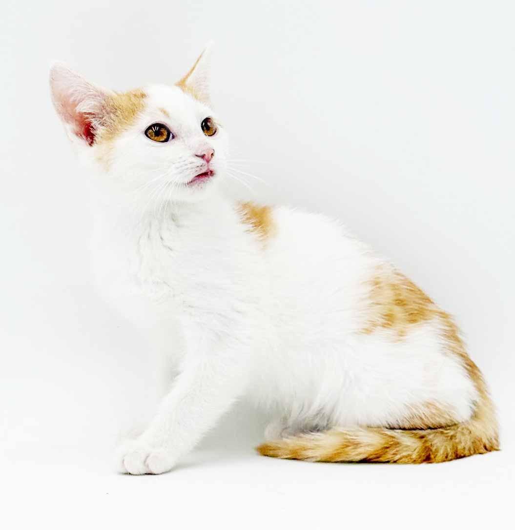 Cinnamon is a crazy cute - Fuzzy adorable, a Adoptable mixed breed in Bedford Hills, NY image 6/6