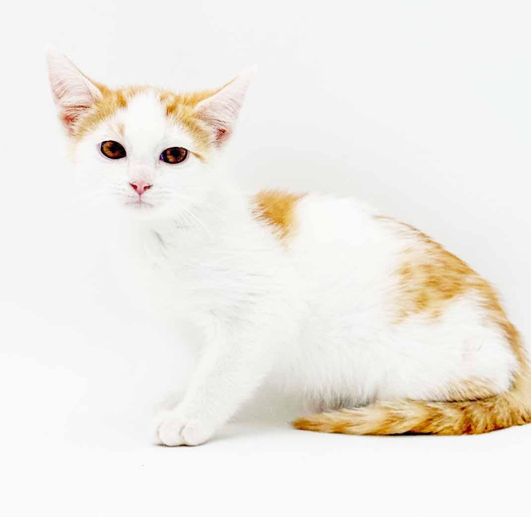 Cinnamon is a crazy cute - Fuzzy adorable, a Adoptable mixed breed in Bedford Hills, NY image 2/6