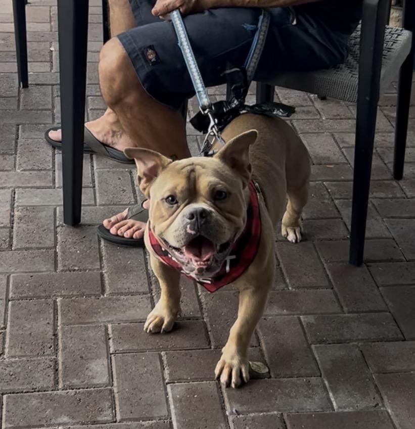 Enlarge Stetson, a ADOPTABLE Bulldog in Coconut Creek, FL image 2/5