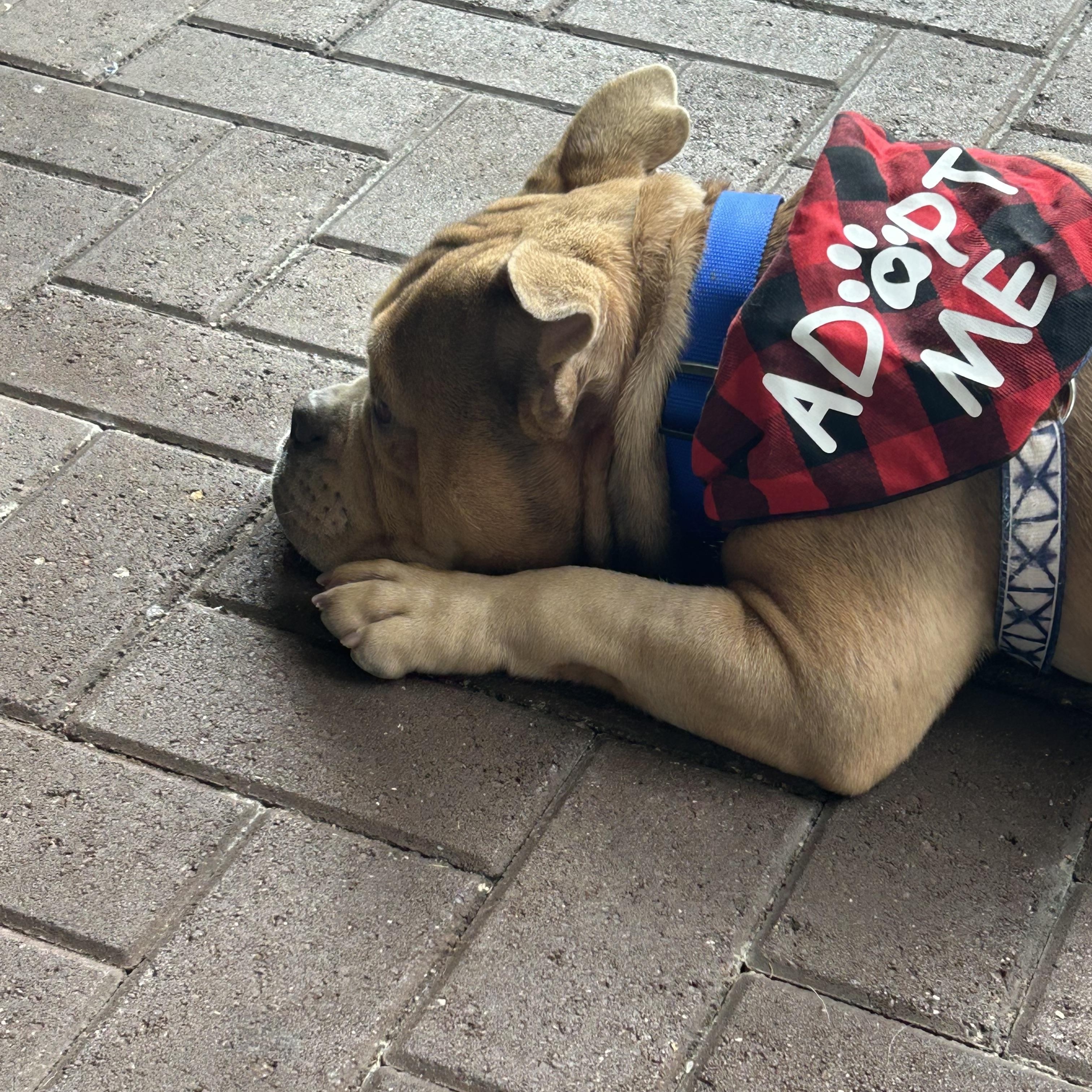 Enlarge Stetson, a ADOPTABLE Bulldog in Coconut Creek, FL image 4/5