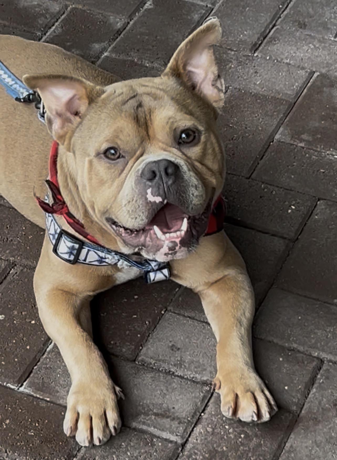 Enlarge Stetson, a ADOPTABLE Bulldog in Coconut Creek, FL image 3/5