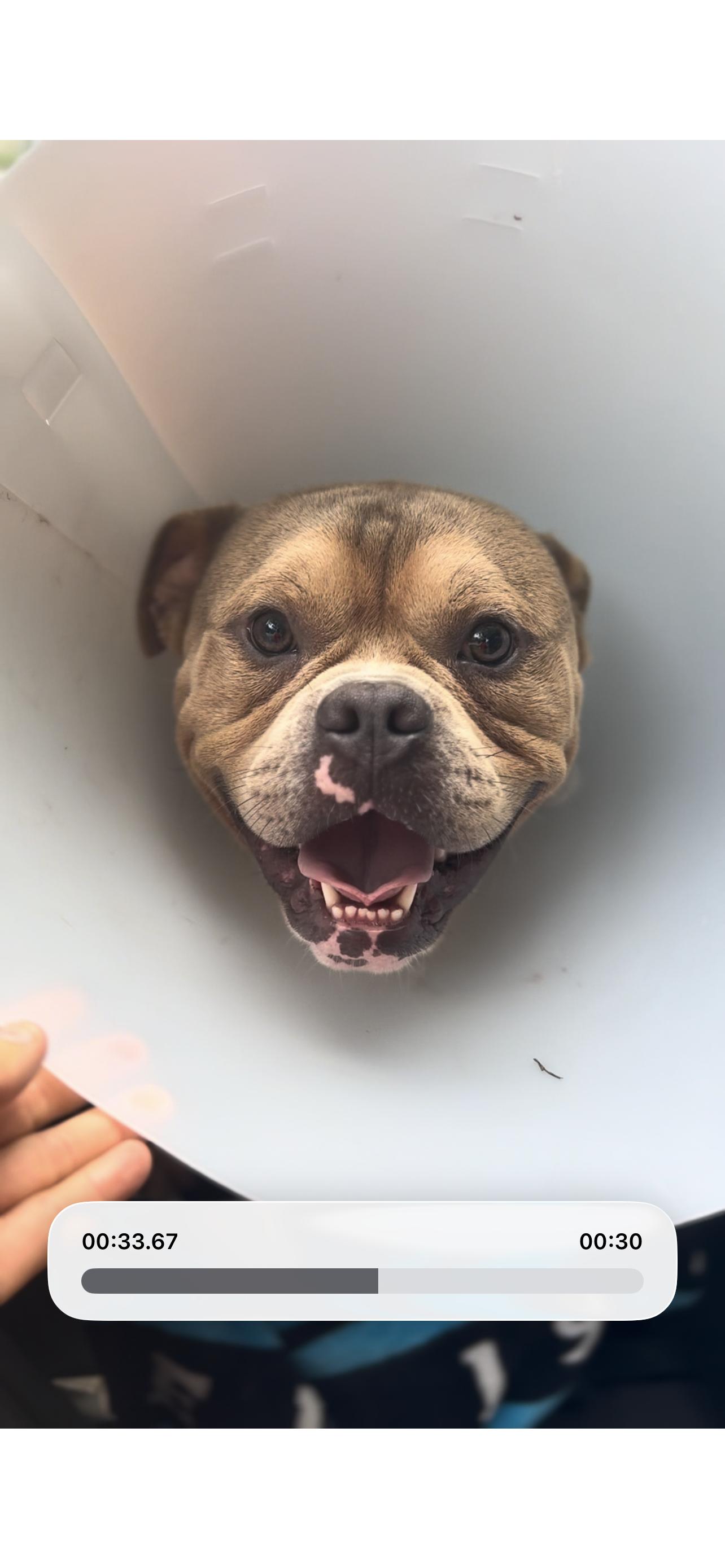 Enlarge Stetson, a ADOPTABLE Bulldog in Coconut Creek, FL image 1/5