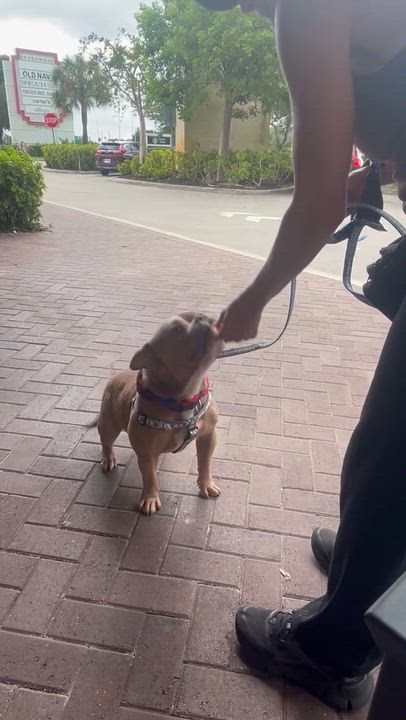 Enlarge Stetson, a ADOPTABLE Bulldog in Coconut Creek, FL video 5/5