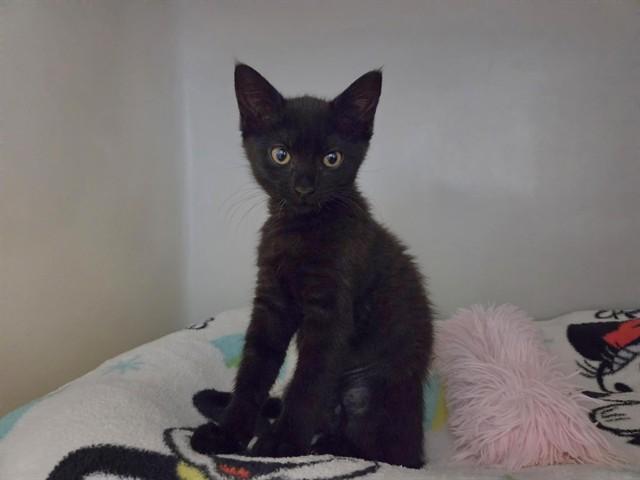 Enlarge ARIANA GRANDE, a Adoptable Domestic Short Hair in Salinas, CA image 1/1