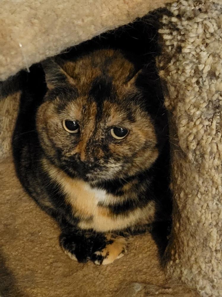 Rylee, a Adoptable Domestic Short Hair in Douglasville, GA image 2/2