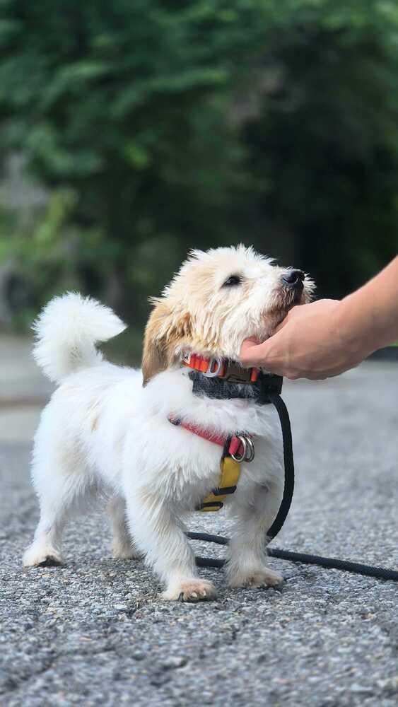 Enlarge Marley, a Adoptable mixed breed in Long Island City, NY image 1/5
