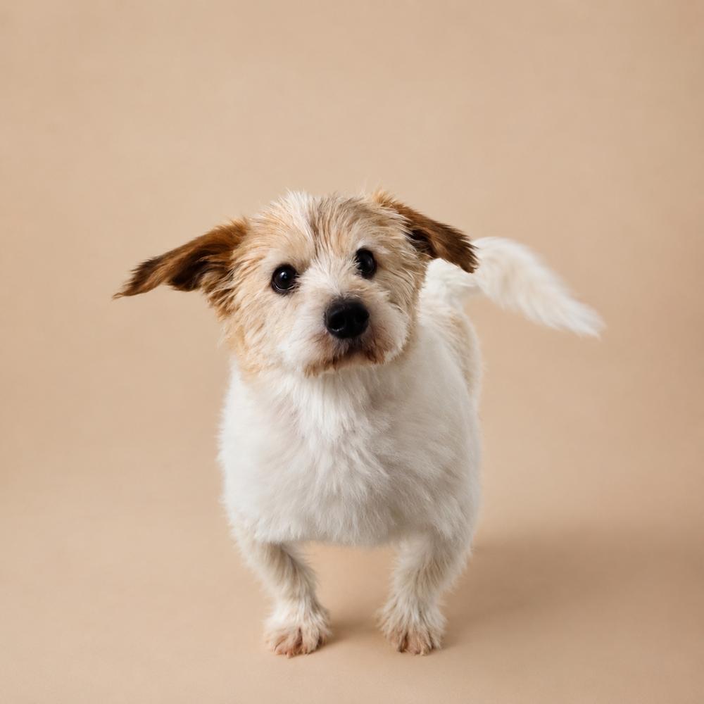 Enlarge Marley, a Adoptable mixed breed in Long Island City, NY image 2/5