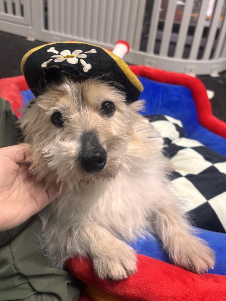 Enlarge Marley, a Adoptable mixed breed in Long Island City, NY image 4/5