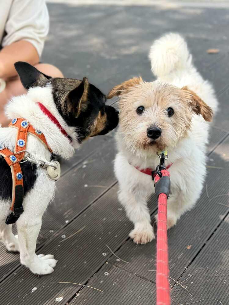 Enlarge Marley, a Adoptable mixed breed in Long Island City, NY image 5/5